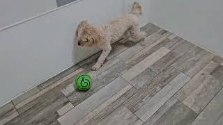 Shilo has a blast with the Wabble Ball at Pawsh Dog House by Pawsh Dog House 102 views 6 months ago 19 seconds