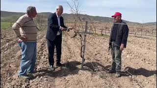 Nevşehir Milletvekili Sarıaslan bağda üzüm çubuğu budadı