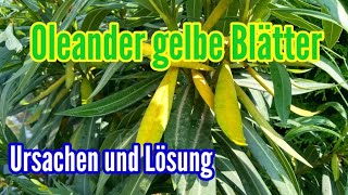 Oleander gets yellow leaves Causes and solution Oleander yellow leaves  Nerium oleander - YouTube