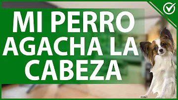 ¿Por qué mi perro baja la cabeza cuando le acaricio?