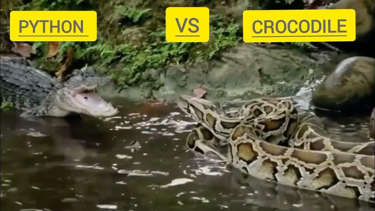 Crocodile Vs Python.. Two Monster Fighting For Life.#crocodile # ...