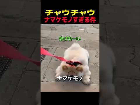チャウチャウ ナマケモノすぎる件　#チャウチャウ #笑える #癒し #犬のいる生活 #犬のいる暮らし #犬好きさんと繋がりたい #元気になる動画