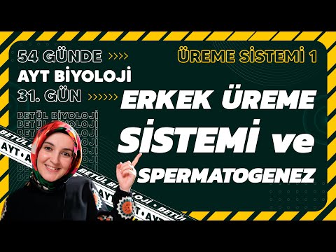 31) Erkek Üreme