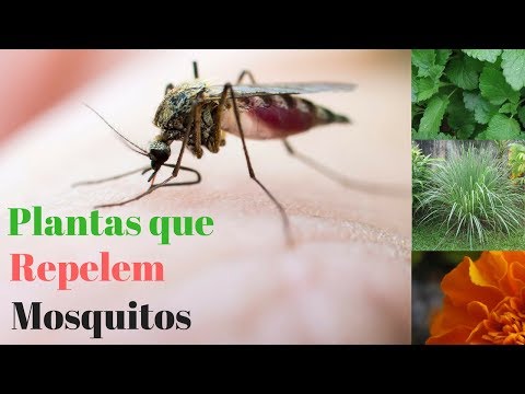 7 Plantas que repelem Mosquitos
