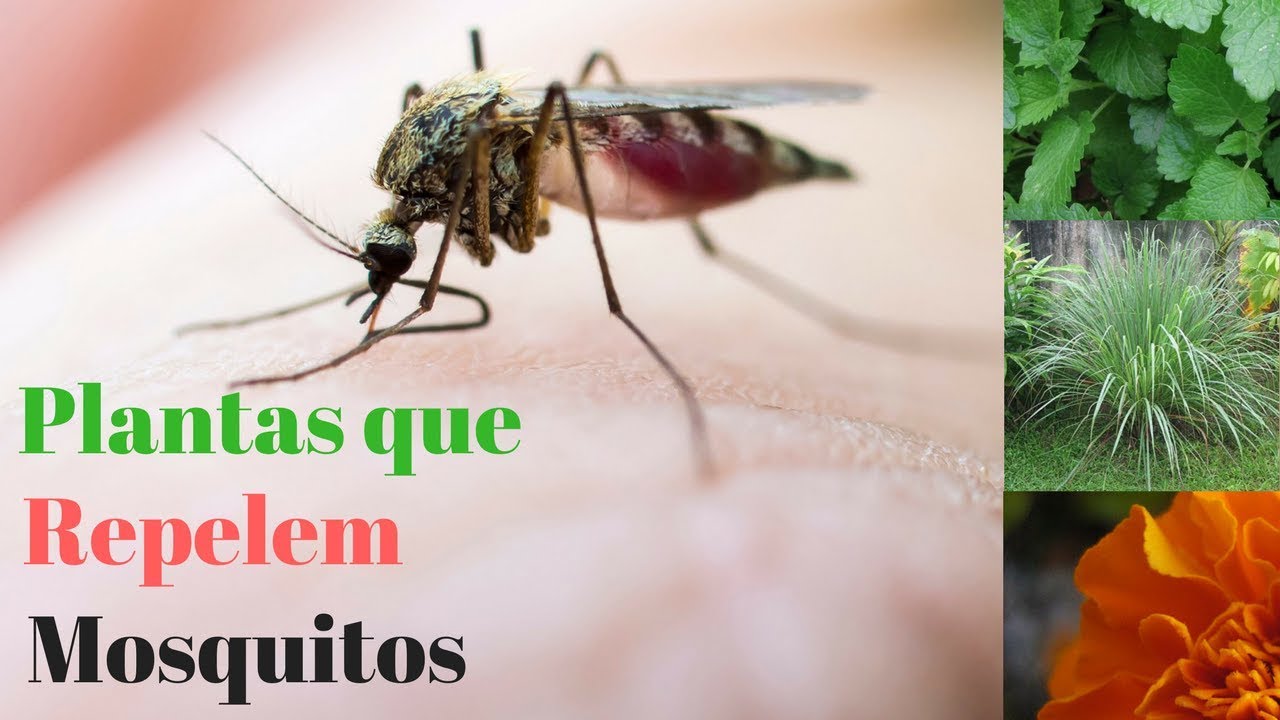 Plantas para mosquitos