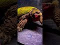 **Das BEISSENDE MONSTER im Aquarium! **#SnappingTurtle #TankMonster #ReptileLover #DinoTurtle#fyp