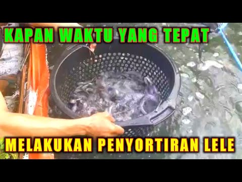 Video: Bagaimana sedimen bisa disortir?