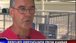 Greyhound Adoption Center on KUSI News
