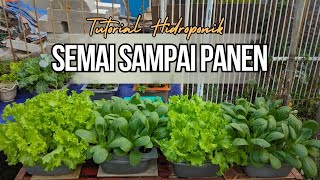 How to Grow Simple Hydroponic Vegetables