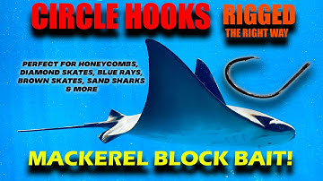 The Right way to use a circle hook for Skates