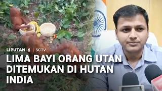 Lima Bayi Orang Utan Ditemukan di Hutan India | Liputan 6