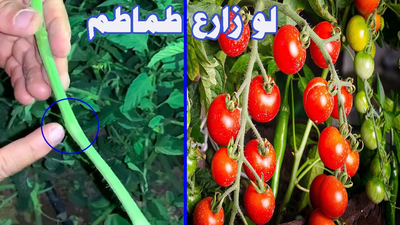 سر بسيط لو عملتة مع نبات الطماطم🍅سوف تثمر اضعاف مضاعفة وتكبر فى الحجم فى وقت بسيط جدا