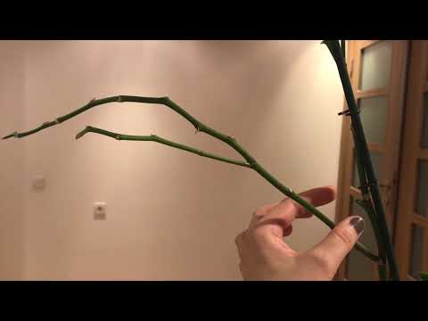 Video: Deadheading Alstroemeria Çiçəkləri - Alstroemeria Bitkilərini Kəsmək lazımdırmı