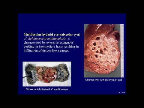 تصویری: عفونت کرم نواری فاکس (Cysticercosis) در سگ ها