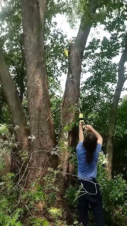 cordless-saw-very-handy-tool-to-cut-high-branches-shorts-youtube