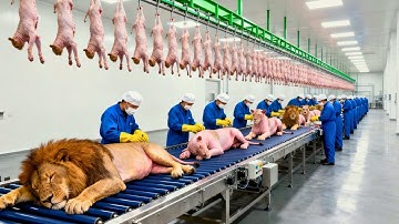 Inside the Lion Mane Factory – How €48,000 Luxury Slippers Are Made from Lion Fur (Full Process)