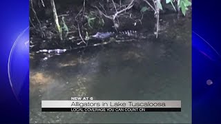 Alligators in Lake Tuscaloosa