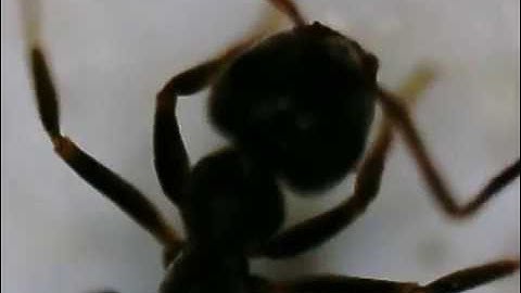 House Ant 120x Magnification using a celestron flip view digital microscope