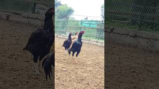 Aseel Parrot Nose Murga.top Quality