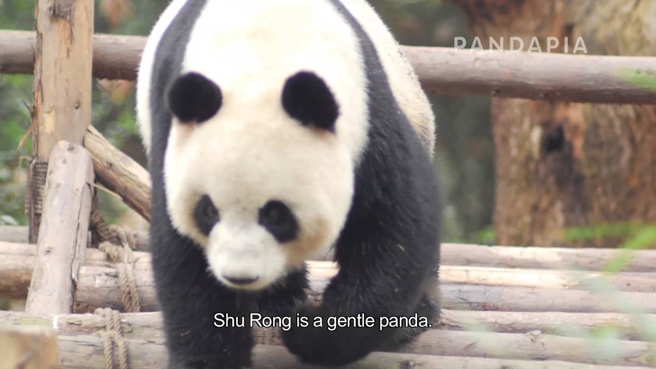 pandas merge Giant Panda Going to Macao Special Episode Plump Beauty-Shu Rong