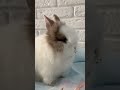 Bebe conejo comiendo 🐰