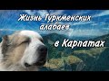 Доброе дело - программа помощи чабанам / Жизнь в деревне - Карпаты.