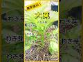 【大葉】香り良い葉をなが～くたくさん収穫するためにやること【有機農家直伝！無農薬で育てる家庭菜園】　23/7/2　#shorts