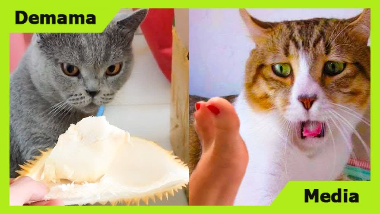 Cat Reaction to Smell Bad - Funny Cat Smell Reaction Compilation