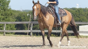 Dunniboy - smooth jog, lope, big stops, easy turns! - ValleyViewRanch.net