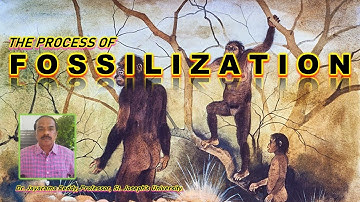 Fossilization| Fossil| Paleo-botany| Dinosaurs| Jurassic| Coal| Lignite| Peat|  Amber| Mummification