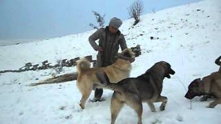 KANGAL SAMSUN dayı 05447143055