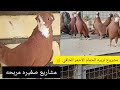 مشروع تربيه الحمام الاحمر الحافي وشلون تكدر تربح بي 