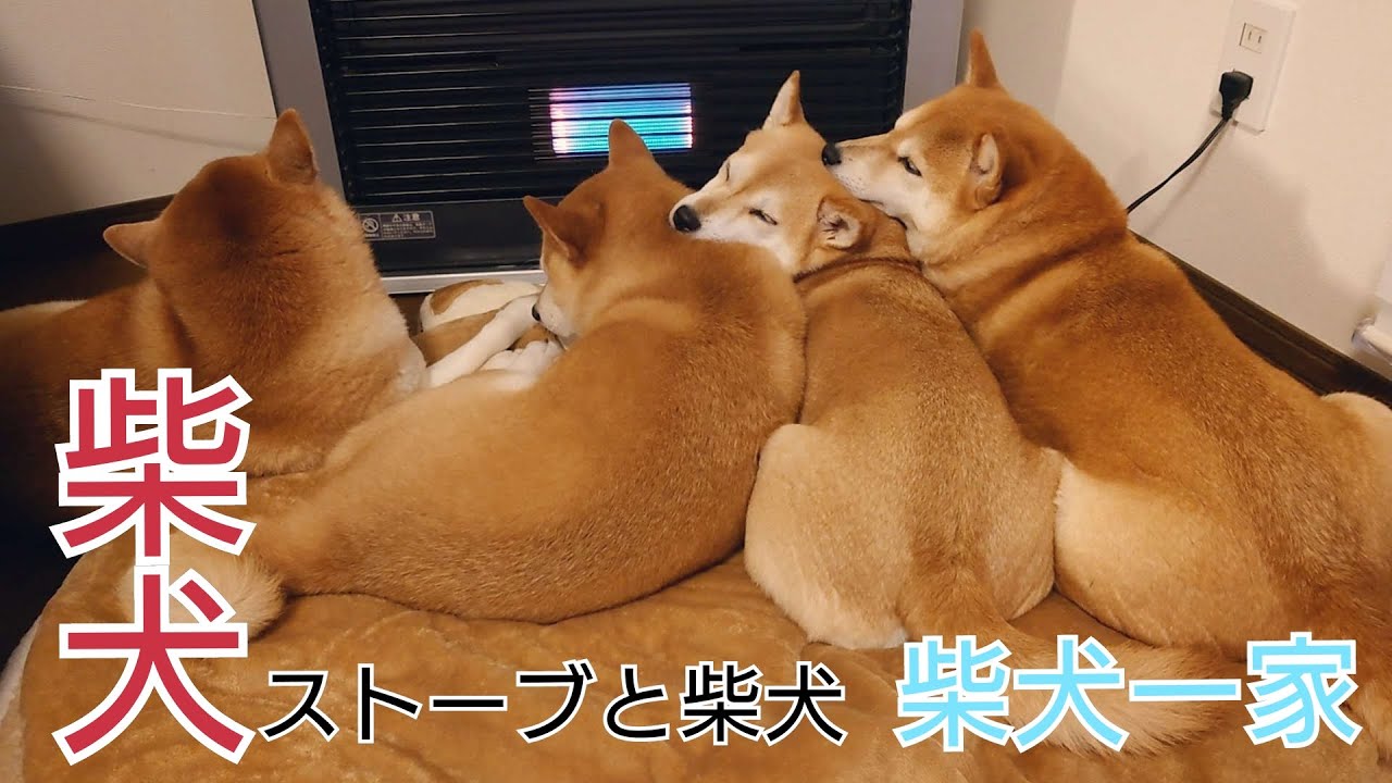 柴犬 21年 柴犬とストーブと母ちゃん 柴犬一家 Youtube