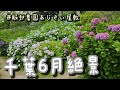 日本旅遊｜千葉6月繡球花絕景｜服部農園繡球花屋敷｜生日蛋糕Gramercy New York ｜生日餐廳CHIBA SKY WINDOWS 東天紅