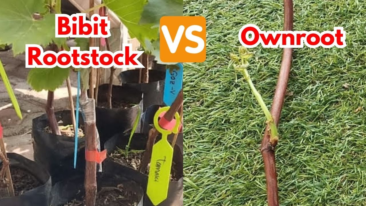 Unggul Mana Antara Bibit Grafting VS Ownroot