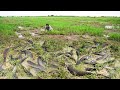 Best Fishing By Hands Under Grass in Raining Season - Lucky Man Catch Many Fish After Raining