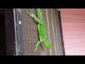 🐊Baby Iguana-🍀Iguana Verde-