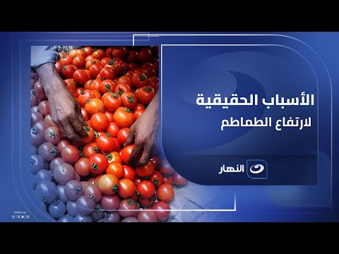 الطماطم ب 30 جنيه مصري حسين أبو صدام يكشف الأسباب الحقيقية للارتفاع