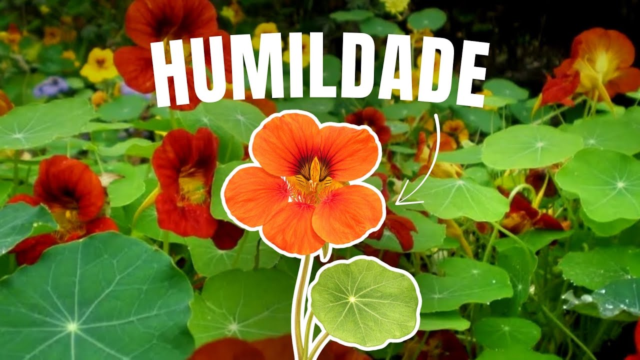 TROPAEOLUM: o floral que DISSOLVE O ORGULHO e DESPERTA A HUMILDADE DO CORAÇÃO – “Capuchinha”