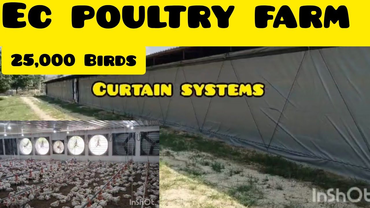 What Is The Subsidy For Ec Poultry Farm In Andhra Pradesh What Is The Subsidy For Ec Poultry Farm In Andhra Pradesh