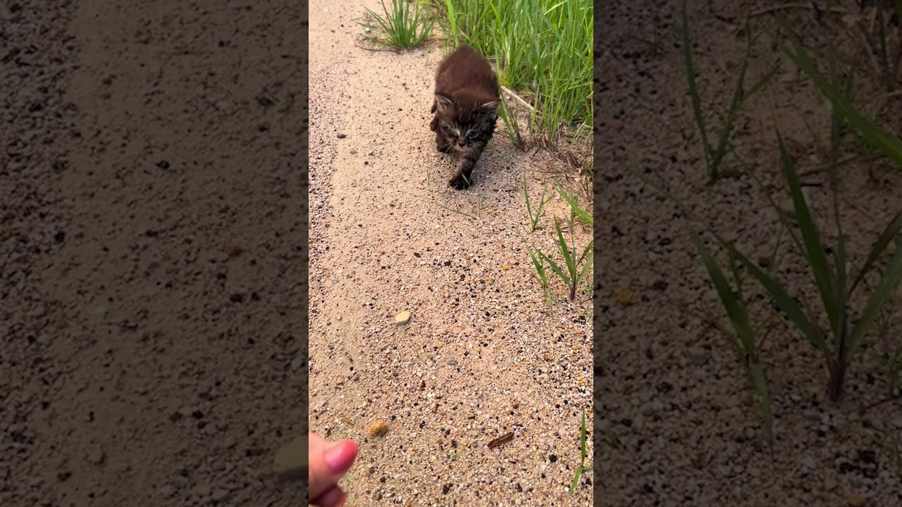 Person Rescues Kitten From The Side Of Road
