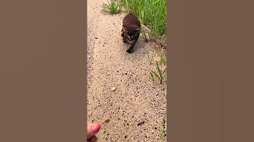 Person Rescues Kitten From The Side Of The Road 