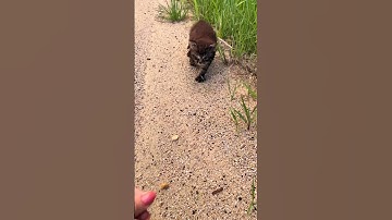 Person Rescues Kitten From the Side of the Road