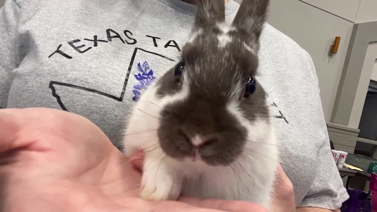 WebXtra: East Texas Rabbit Breeders Association holds fall extravaganza ...