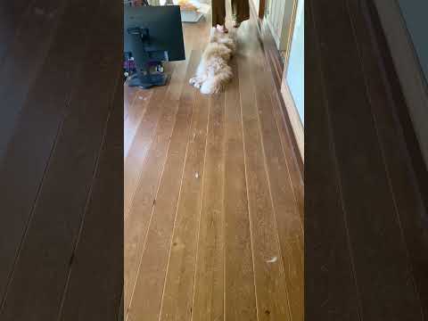 お待ちくだされ② 飼い主と一緒にいたい猫【サイベリアン】 #shorts