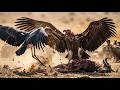 Savage Sky Battle: Vultures vs Storks Fighting Over a Fresh Kill | Deadly Scavenger Hierarchy
