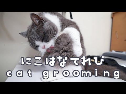 【モフモフねこ】ASMR 猫の毛づくろい　にこはなチャンネル Fluffy Cat nicohana Channel