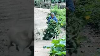 dog helping human funny compilation 🤣 #dog #gooddog