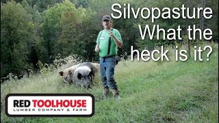 EP46:Why you should incorporate silvopasture on your homestead if you have livestock