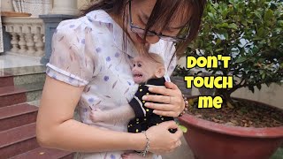Baby Monkey SUGAR Unexpectedly Discriminates Mom for Special Reason, Mom So Sad